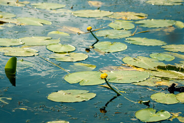 leaves of water lily plants, and yellow water lily bud on the surface of a pond.