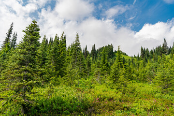 Fototapeta premium Nature mountain forest. Green forest wood landscape in mountain. Nature of mixed forest. Landscape of scenery nature. Scenic landscape woodland. Hill landscape with forest. Hill and meadow