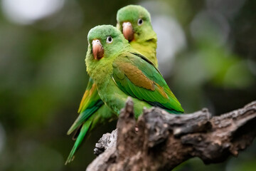 Green Parrot Pair Forpus passerinus Perched on Branch Bird Wildlife Photography