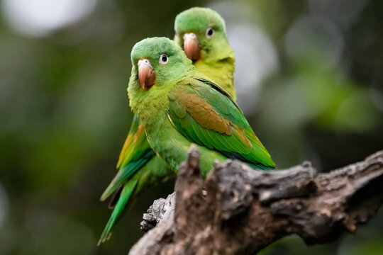 Green Parrot Pair Forpus passerinus Perched on Branch Bird Wildlife Photography