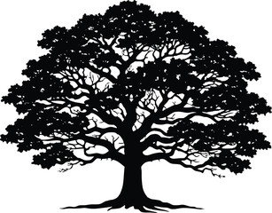 Obraz premium Ancient Oak Tree Silhouette | Old Oak Tree Outline Design