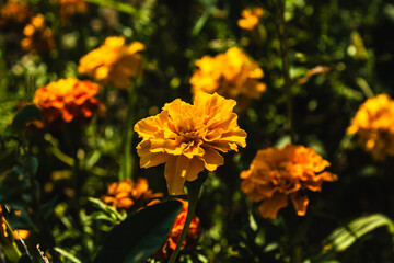 Yellow and orange flowers in the garden