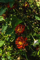 Yellow and orange flowers in the garden