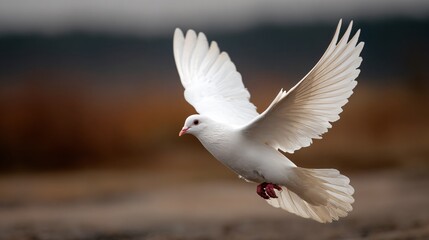 Obraz premium Elegant White Dove Flying in Air - Peaceful Bird Movement Photography