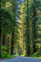 Majestic Giants of Redwood National Park, Pacific Northwest Forest