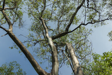 Árbol en contrapicada en el Bosque de Chapultepec, Ciudad de México