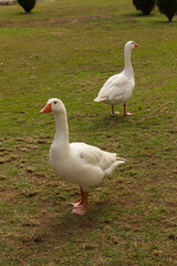 Perfil de ganso blanco con pico naranja sobre césped