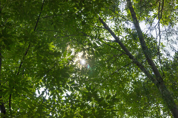 Fototapeta premium Primer plano contrapicado de densas hojas verdes y ramas de un árbol con el sol brillando intensamente a través del follaje.