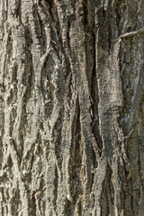 Textura de tronco de un árbol