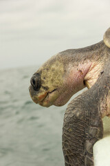 Primer plano de tortuga marina cerca del océano