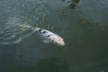 Pez koi blanco nadando en estanque de agua tranquila