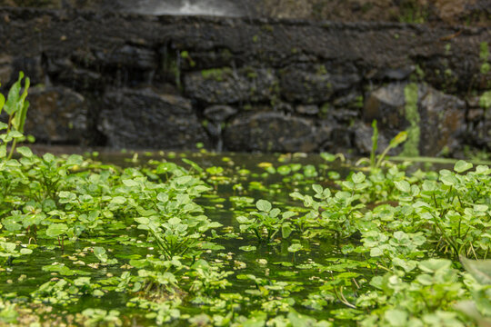 Crecimiento natural de berros frescos en agua poco profunda con una pared de piedra r&uacute;stica y h&uacute;meda de fondo.