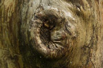 Textura de un tronco. 
