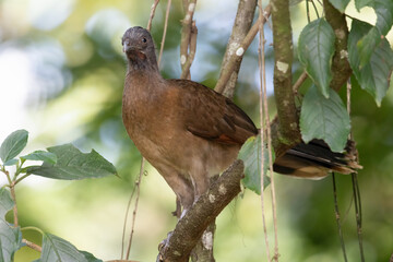 Plain Chachalaca (Ortalis vetula) Perched in Costa Rican Forest – Bird Wildlife Photography