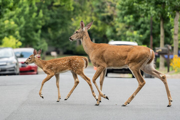 White-tailed deer doe and fawn White-tailed deer (Odocoileus virginianus) cross street in suburban neighborhood.