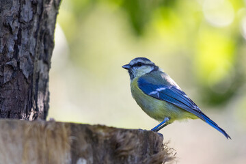 Blue Tit on Garden Feeder – Close-Up