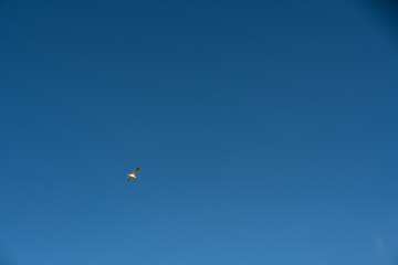 Single seagull soaring in clear blue sky on a sunny day, minimalistic composition with empty space, freedom and peace concept for nature and travel backgrounds.