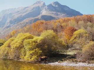 Cows drinking water from a river in a fairytale golden autumn forest among the mountains on a sunny day. Nature and fall in the Prokletije National Park, Montenegro.