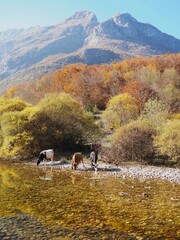 Cows drinking water from a river in a fairytale golden autumn forest among the mountains on a sunny day. Nature and fall in the Prokletije National Park, Montenegro.