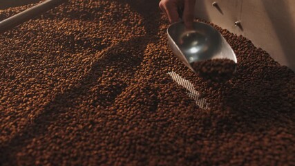 Close-up of male hand using metal scoop to gather roasted coffee beans in coffee factory. Moving beans across cooling tray and preparing for packaging. Final completion of roasting process.