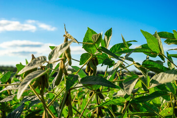 Obraz premium Soybean plants show healthy growth in a lush green field, glistening under the blue sky with scattered clouds