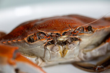 raw cooked crab on a white plate