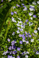 Obraz premium Blue Linen