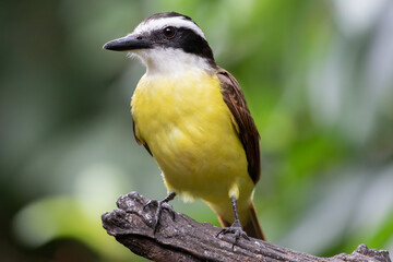 Obraz premium Great Kiskadee Pitangus sulphuratus perched Costa Rica tropical bird wildlife photography.