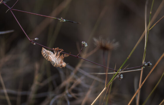 exoesqueleto grillo. Saltamontes. animales. insectos. naturaleza