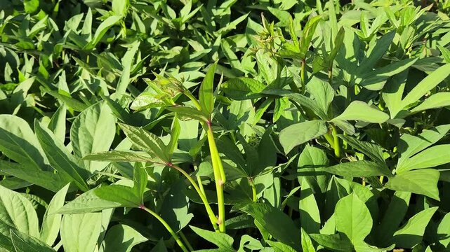 The leaves of the sweet potato plant (Ipomoea batatas) are not just for growth; they're also a nutritious vegetable used in many dishes, signifying a productive crop.