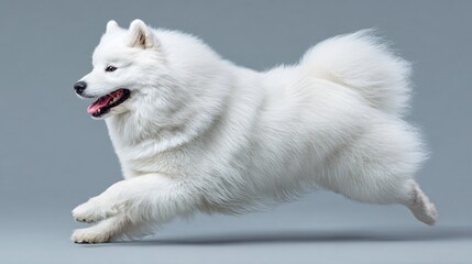 Happy Excited Samoyed Dog Running Pose Side Profile