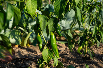 Bright green chili peppers hang from plants in an outdoor garden under warm sunlight during a clear afternoon
