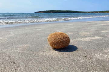Natural Sea Sponge Ball called Egagropili on Sandy Beach on Sardinia Island with Ocean in Background