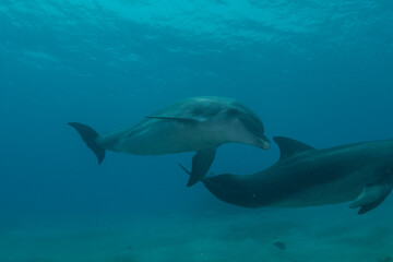 Fototapeta premium Dolphin swimming in the Red Sea, Eilat Israel 
