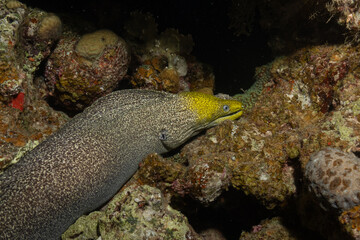 Moray eel Mooray lycodontis undulatus in the Red Sea, Eilat Israel
