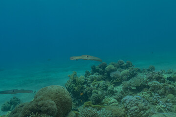 Squid in the Red Sea Colorful and beautiful, Eilat Israel
