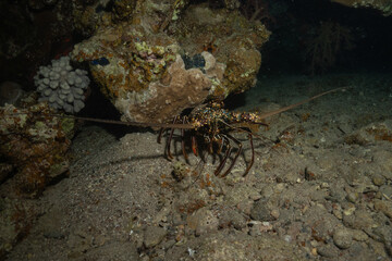 Painted Lobster(Panulirus versicolor) at the Tubbataha Reef National Park Philippines
