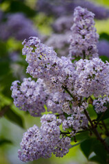 Obraz premium Lilac bush