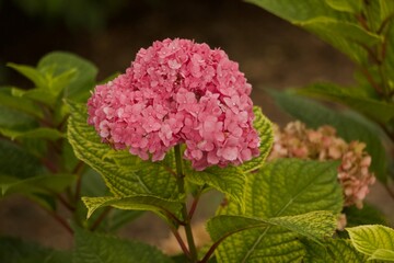 Close Up Floral Details Missouri Botanical Gardens