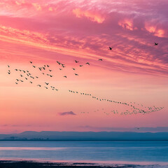 pink sky sunset and flying birds