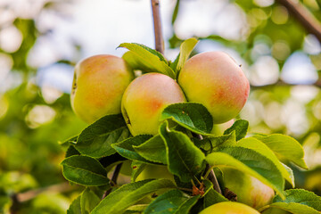 Close up view of ripe apples with reddish tint hanging on tree branches. Sweden.