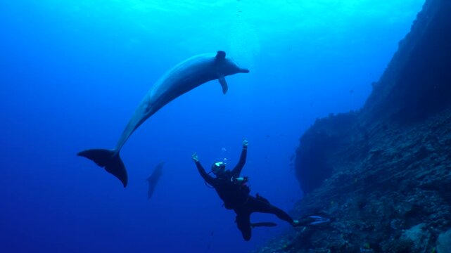 A large pacific bottlenose dolphin swims around a scuba diver, on a wall dive at molokini crater maui,, in clear blue tropical water. Reef fish can be seen in the background.