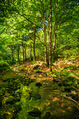Tarn River in the commune of Lamontélarié in the South of France.
Undergrowth and green moss on rock with small waterfalls in the forest in summer.
