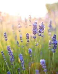 Lavender field bathed in sunlight
