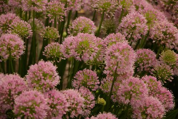 Obraz premium Close Up Floral Details Missouri Botanical Gardens - Purple 