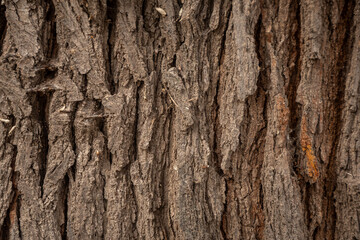 Fototapeta premium textura de corteza de arbol 