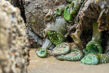 Pacific Northwest Coast Sealife Close-Up, Marine Wildlife