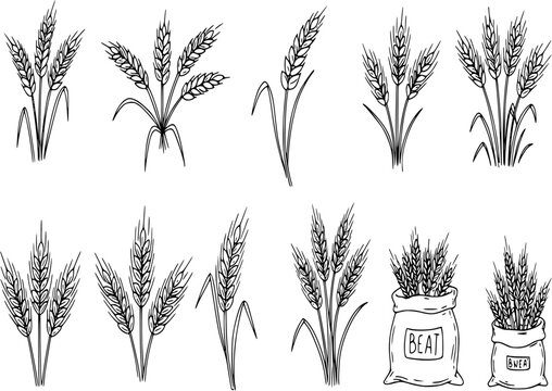 wheat and cereal plants, rye barley and ears of wheat in bag doodle hand drawn icon set. Outline drawing ears of wheat line clipart symbol collection
