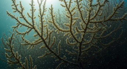Obraz premium Underwater coral branches in natural sunlight with marine life particles