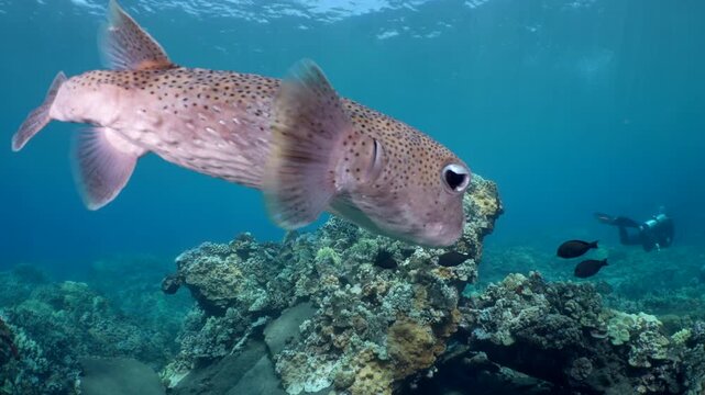 A large porcupine pufferfish, diodin hystrix, swims over a shallow reef in Hawaii.  A popular dive spot known as Mala Pier.  Divers swim in the background.
